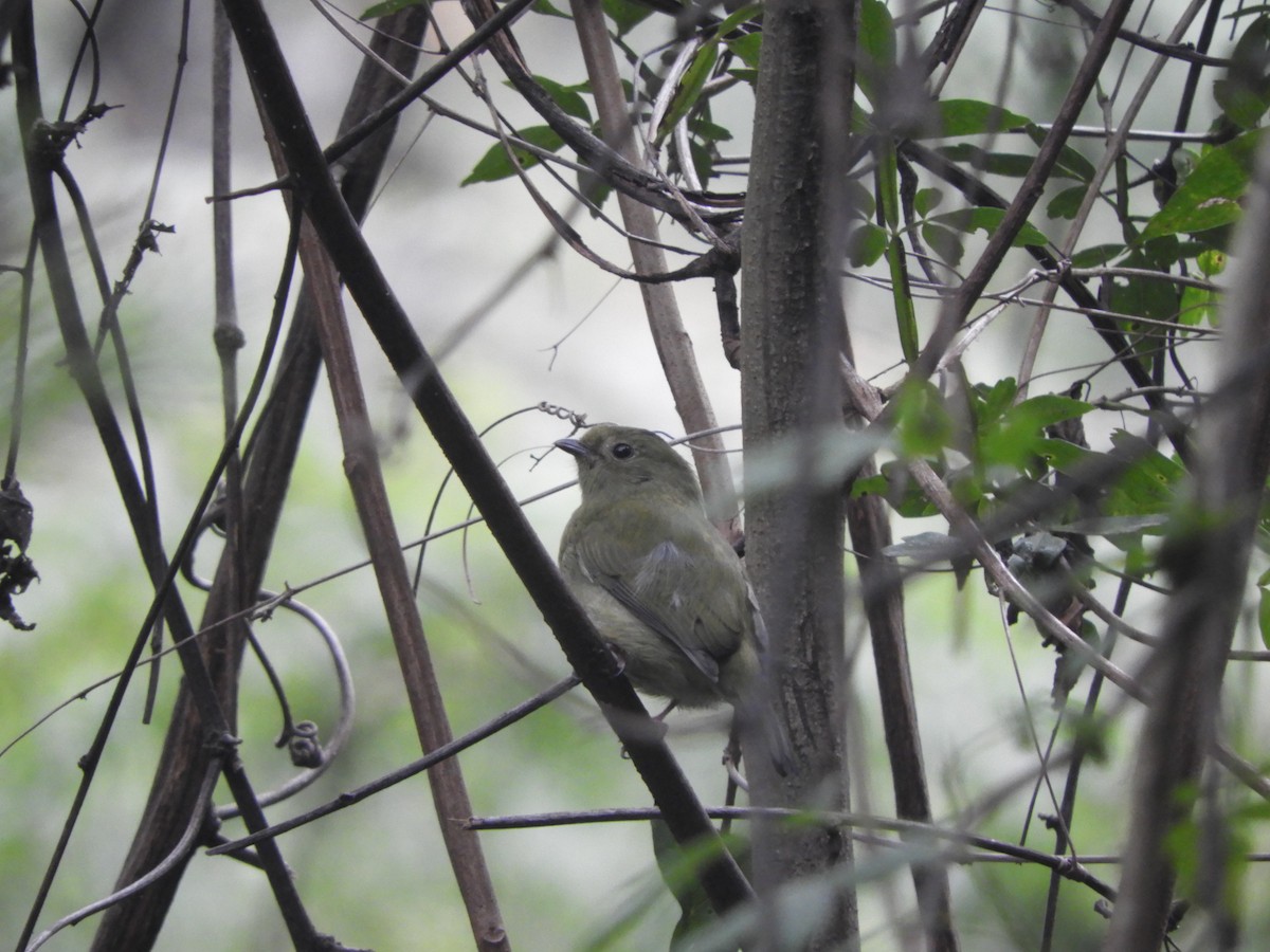 Yungas Manakin - ML636090030