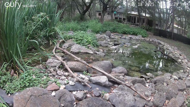 Blue-winged Warbler - ML636090056