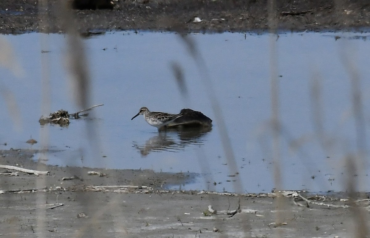 Broad-billed Sandpiper - ML636090202
