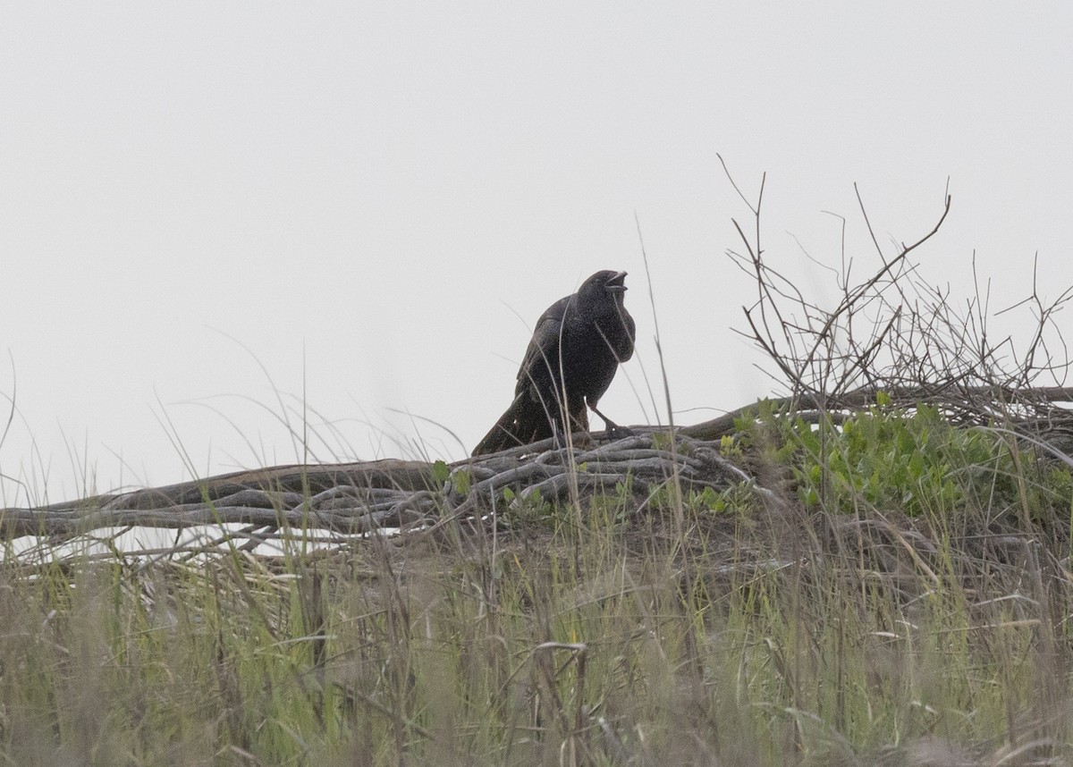 crow sp. - ML636090316
