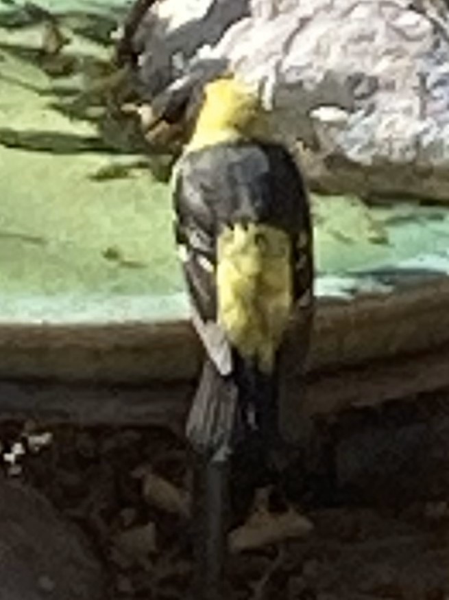 Western Tanager - ML636090340