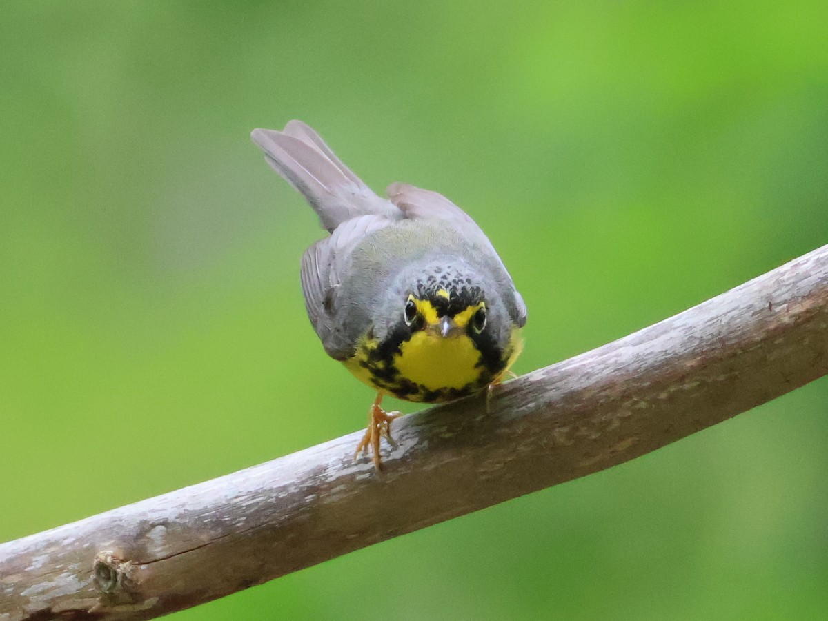 Canada Warbler - Nathan Stimson