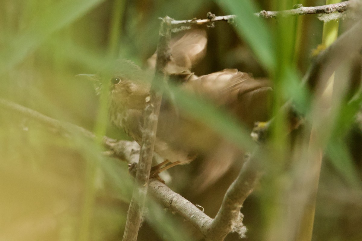 Hermit Thrush (auduboni Group) - ML636090466