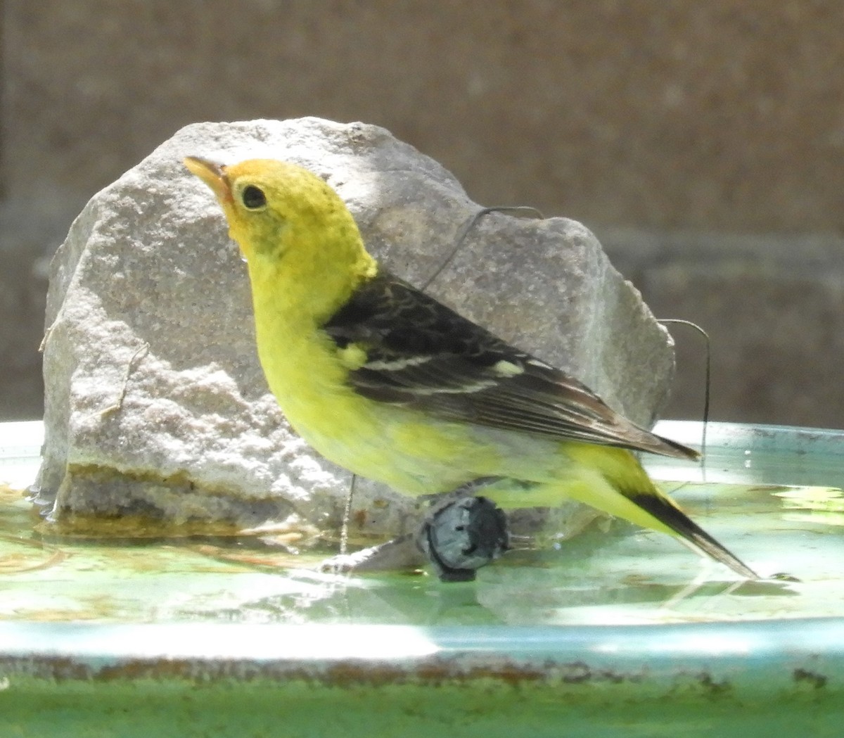Western Tanager - ML636090488