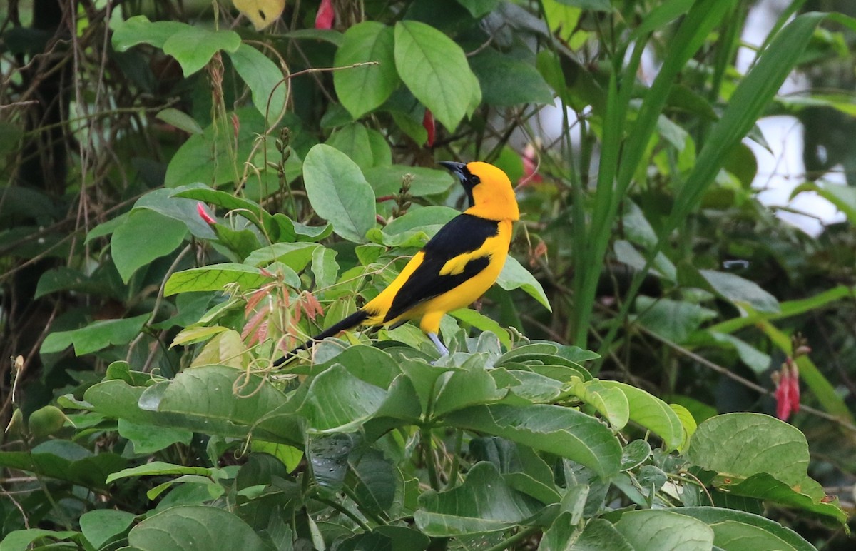 Yellow-tailed Oriole - ML636090498