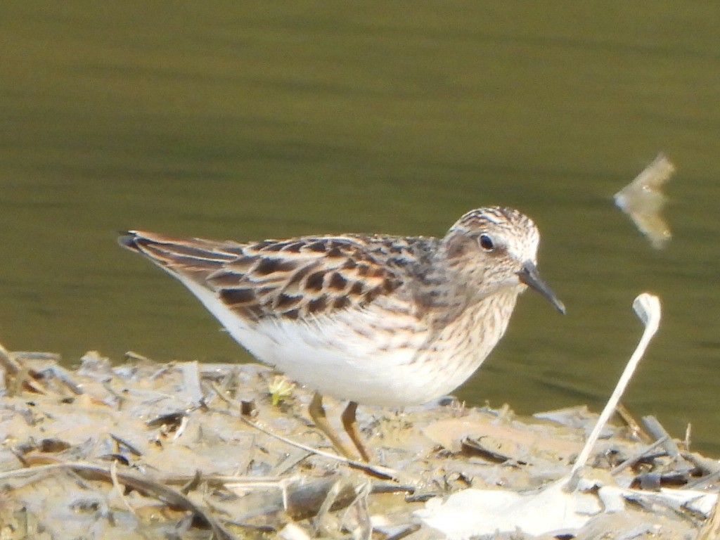 Least Sandpiper - ML636090509