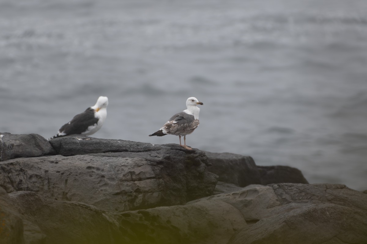 Lesser Black-backed Gull - ML636090591
