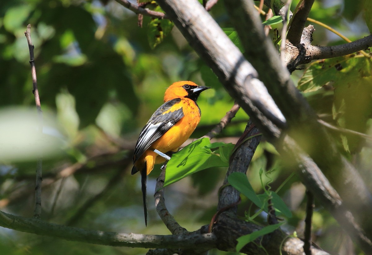 Spot-breasted Oriole - ML636090625