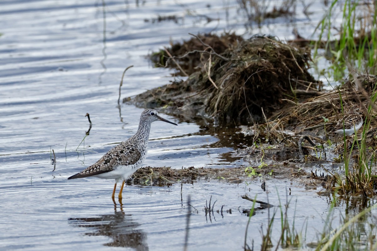Lesser Yellowlegs - ML636090628