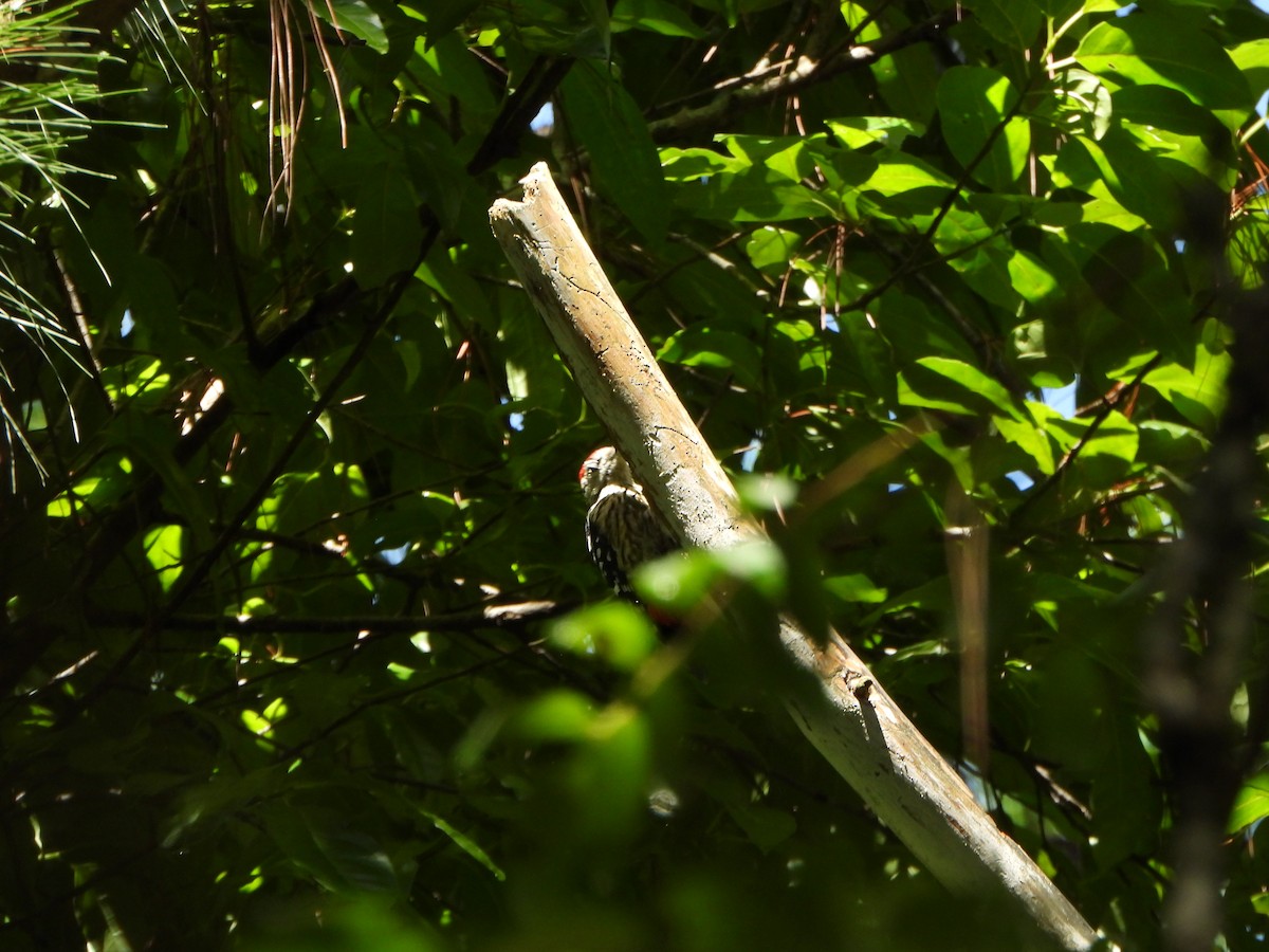 Stripe-breasted Woodpecker - ML636090662