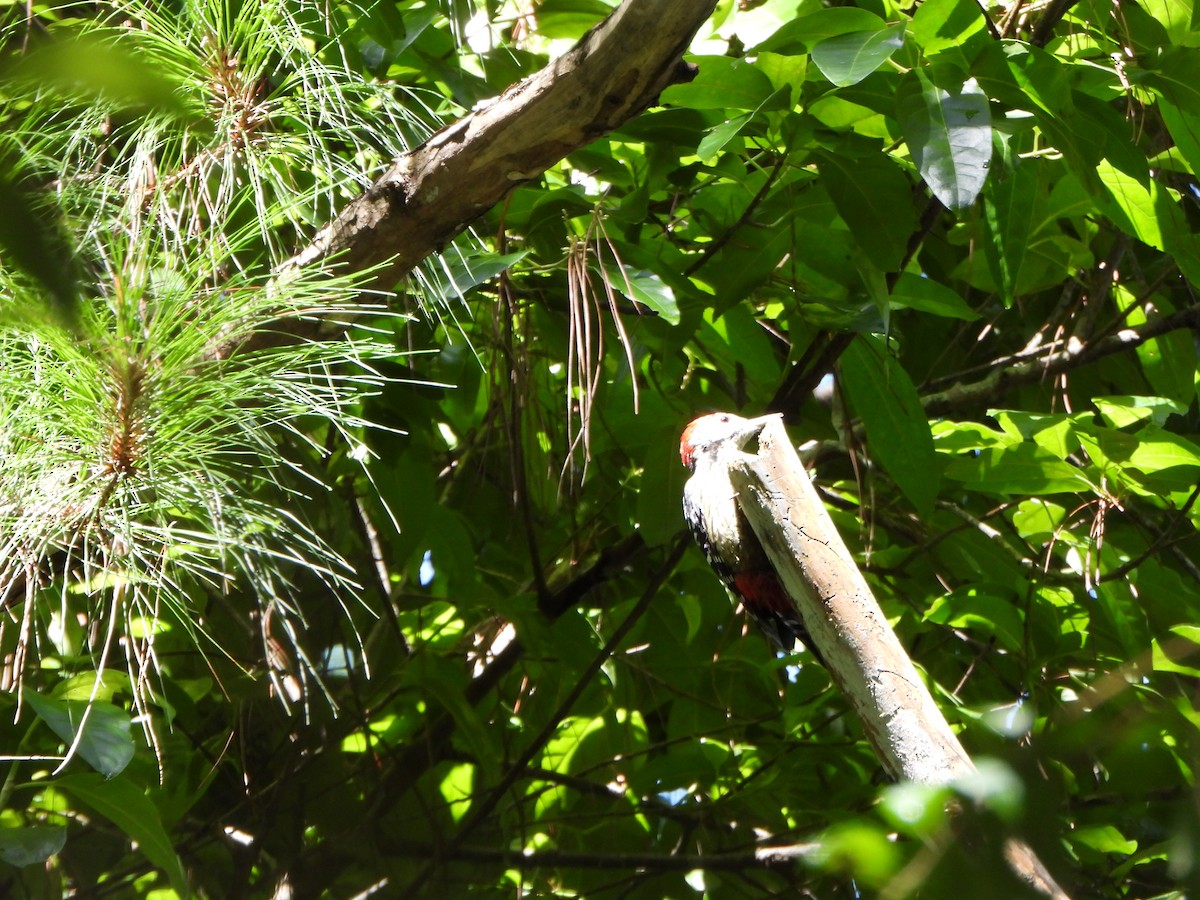 Stripe-breasted Woodpecker - ML636090666
