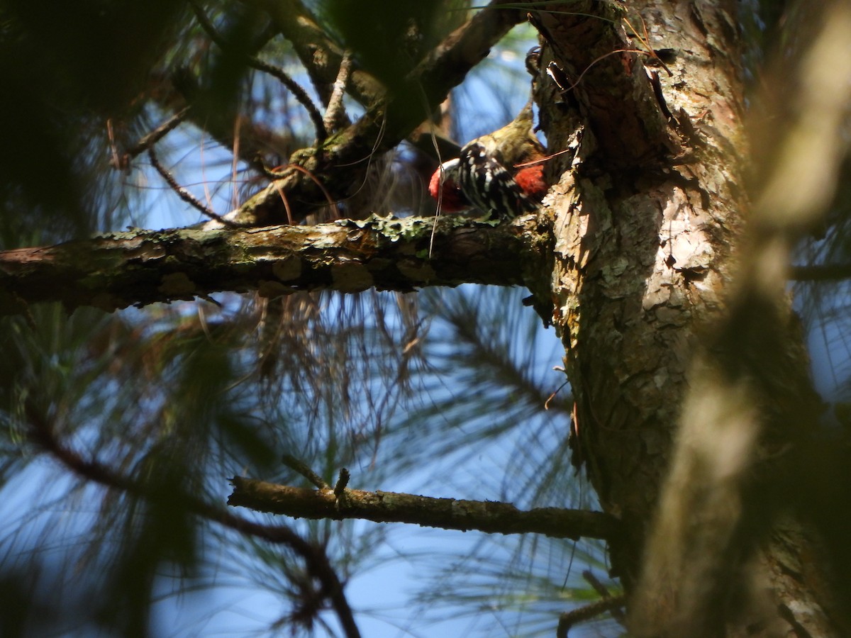 Stripe-breasted Woodpecker - ML636090673
