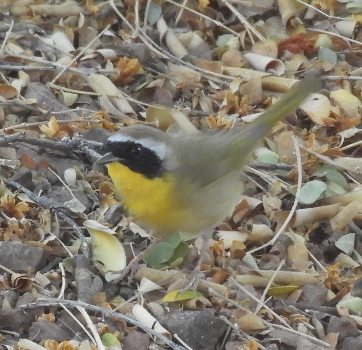 Common Yellowthroat - ML636090674
