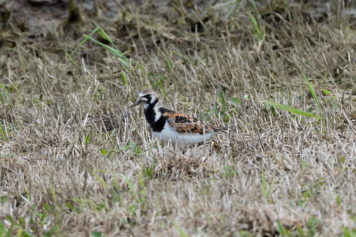 kamenáček pestrý - ML636090784