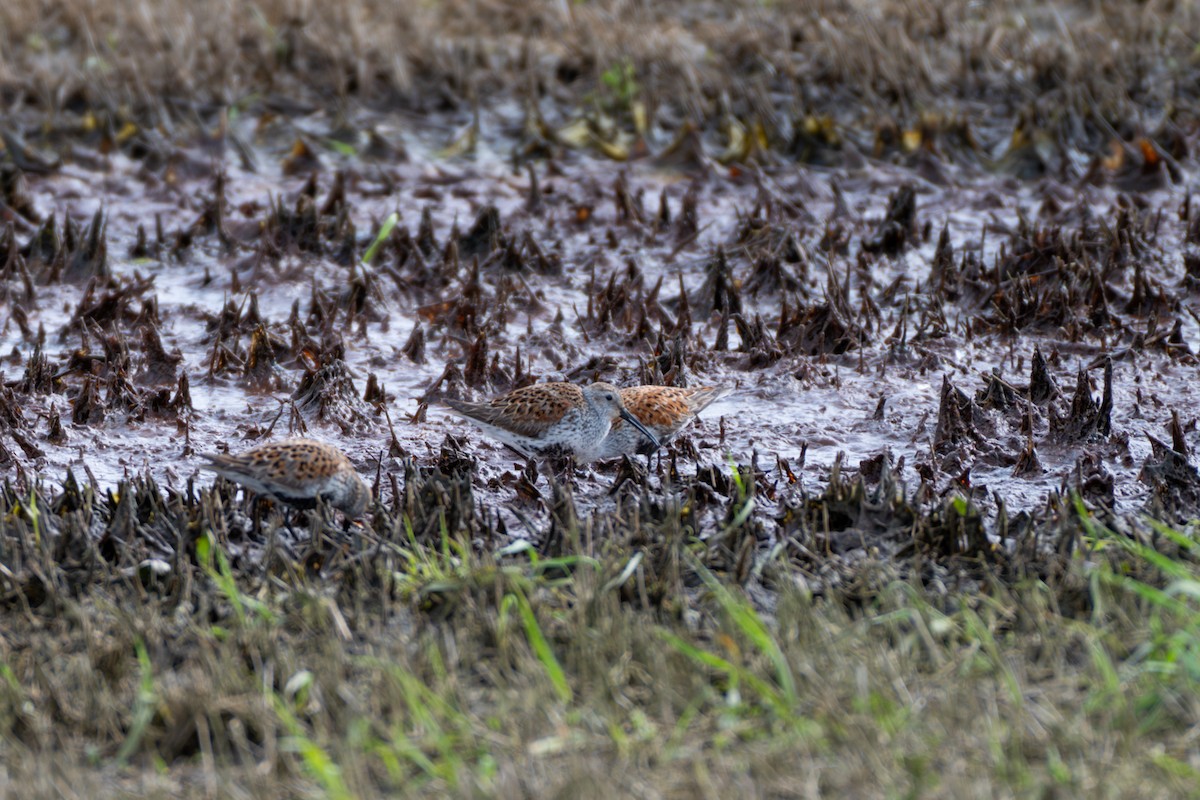 jespák obecný - ML636090800