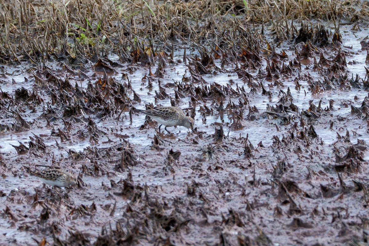 jespák tundrový - ML636090814