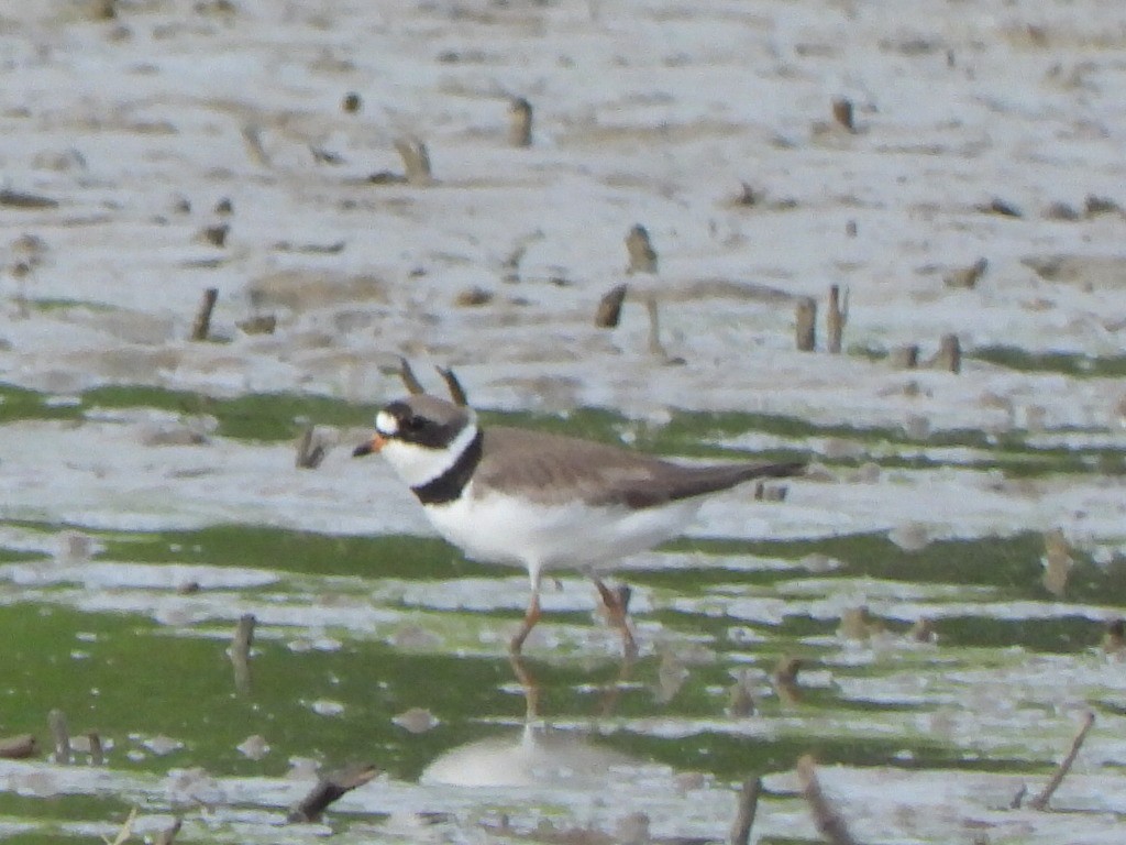 Semipalmated Plover - ML636090914