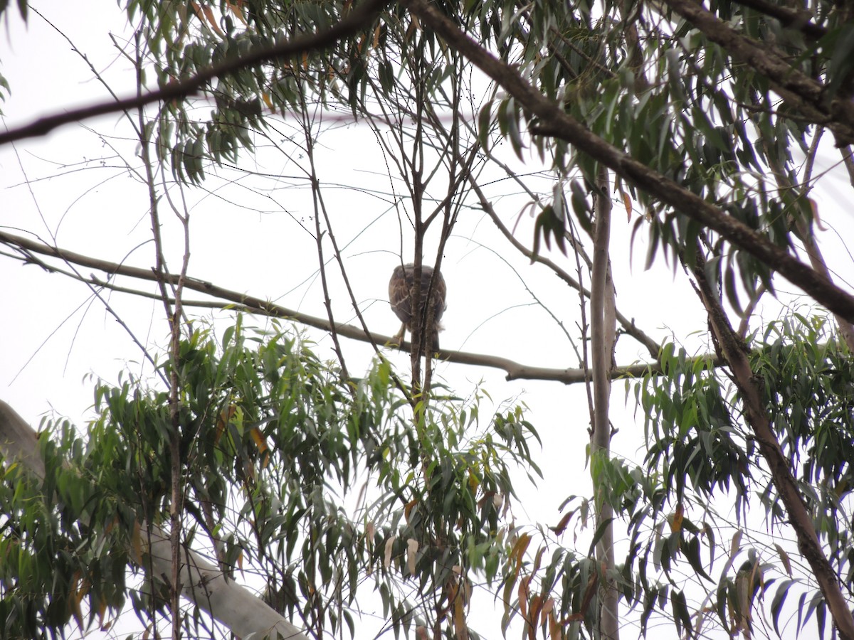 Legge's Hawk-Eagle - ML636090965