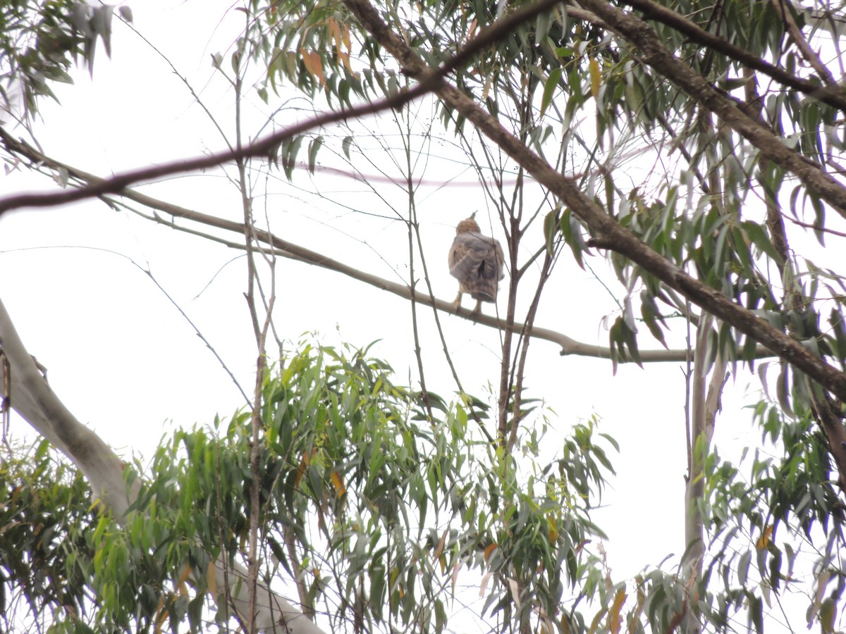 Legge's Hawk-Eagle - ML636090966