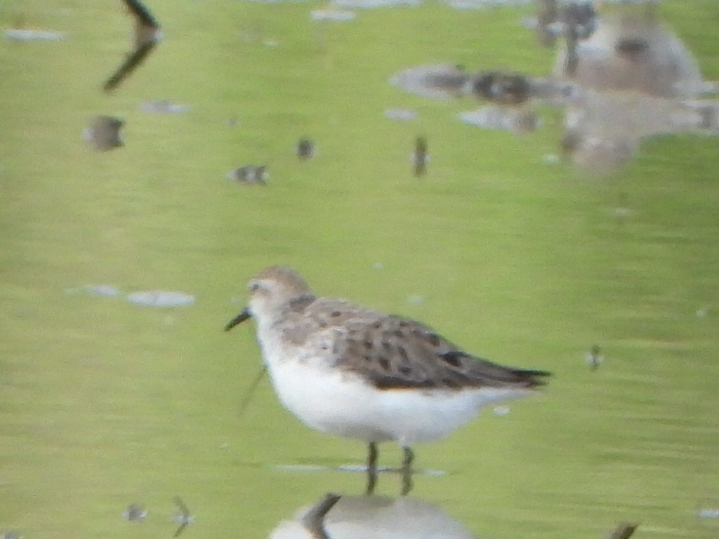 Semipalmated Sandpiper - ML636091094