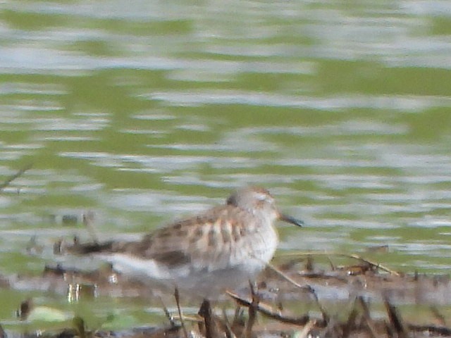 White-rumped Sandpiper - ML636091152