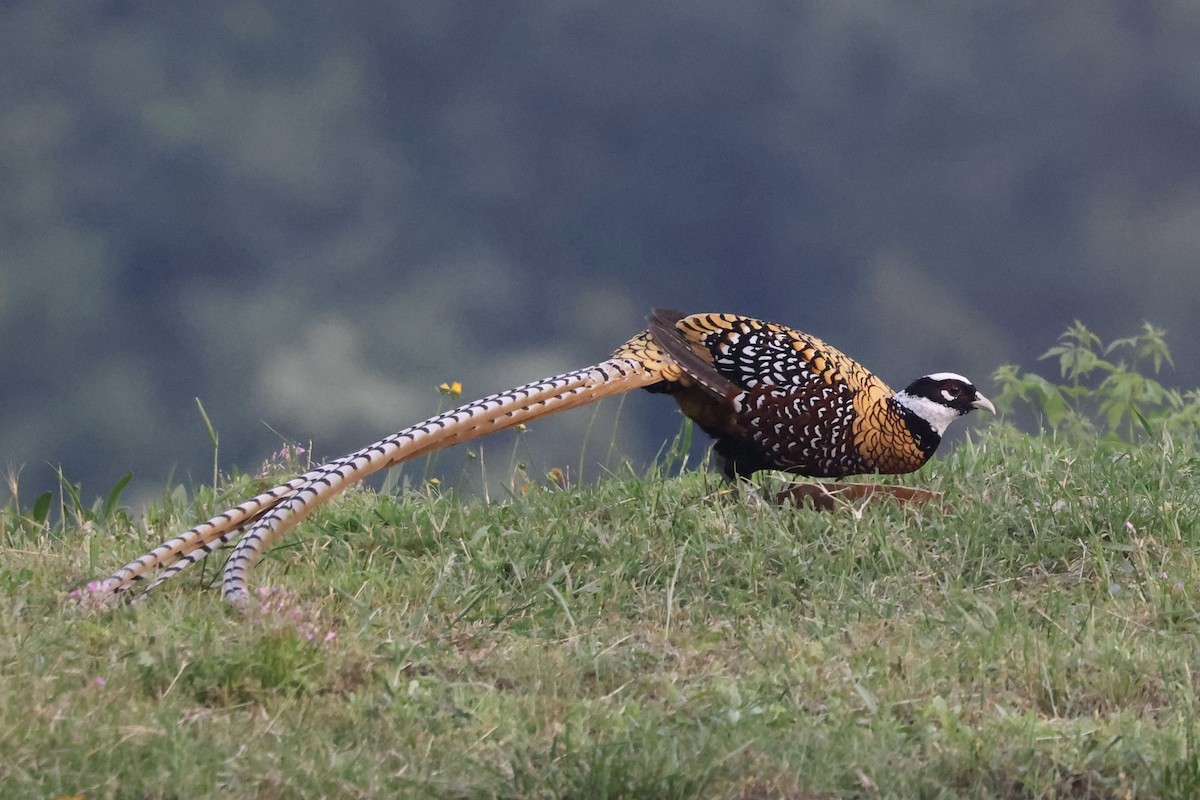 Reeves's Pheasant - ML636091290