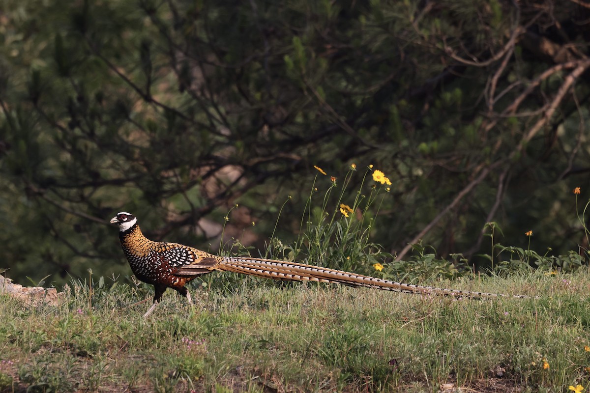 Reeves's Pheasant - ML636091292