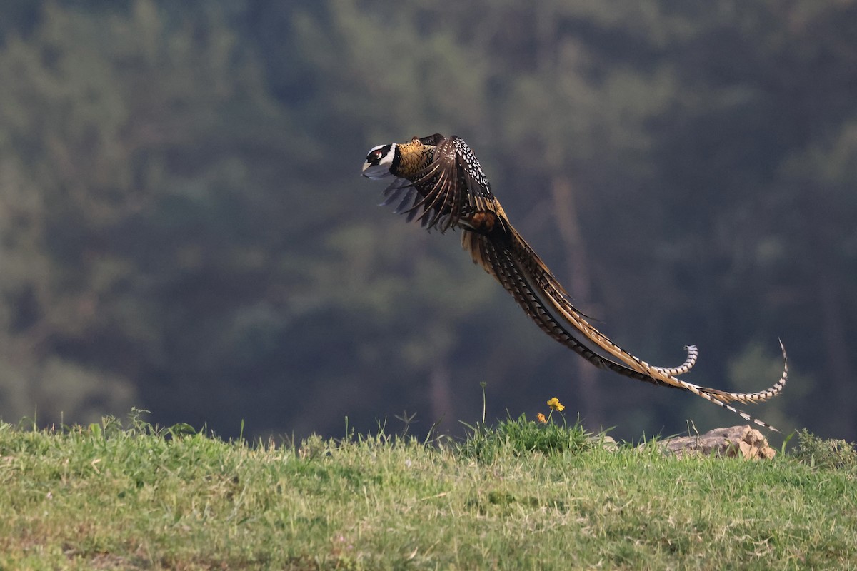 Reeves's Pheasant - ML636091293