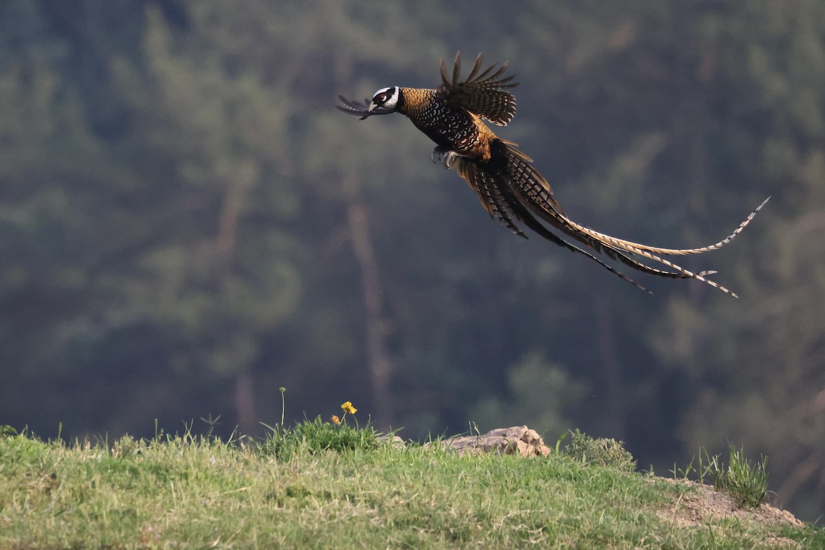 Reeves's Pheasant - ML636091294
