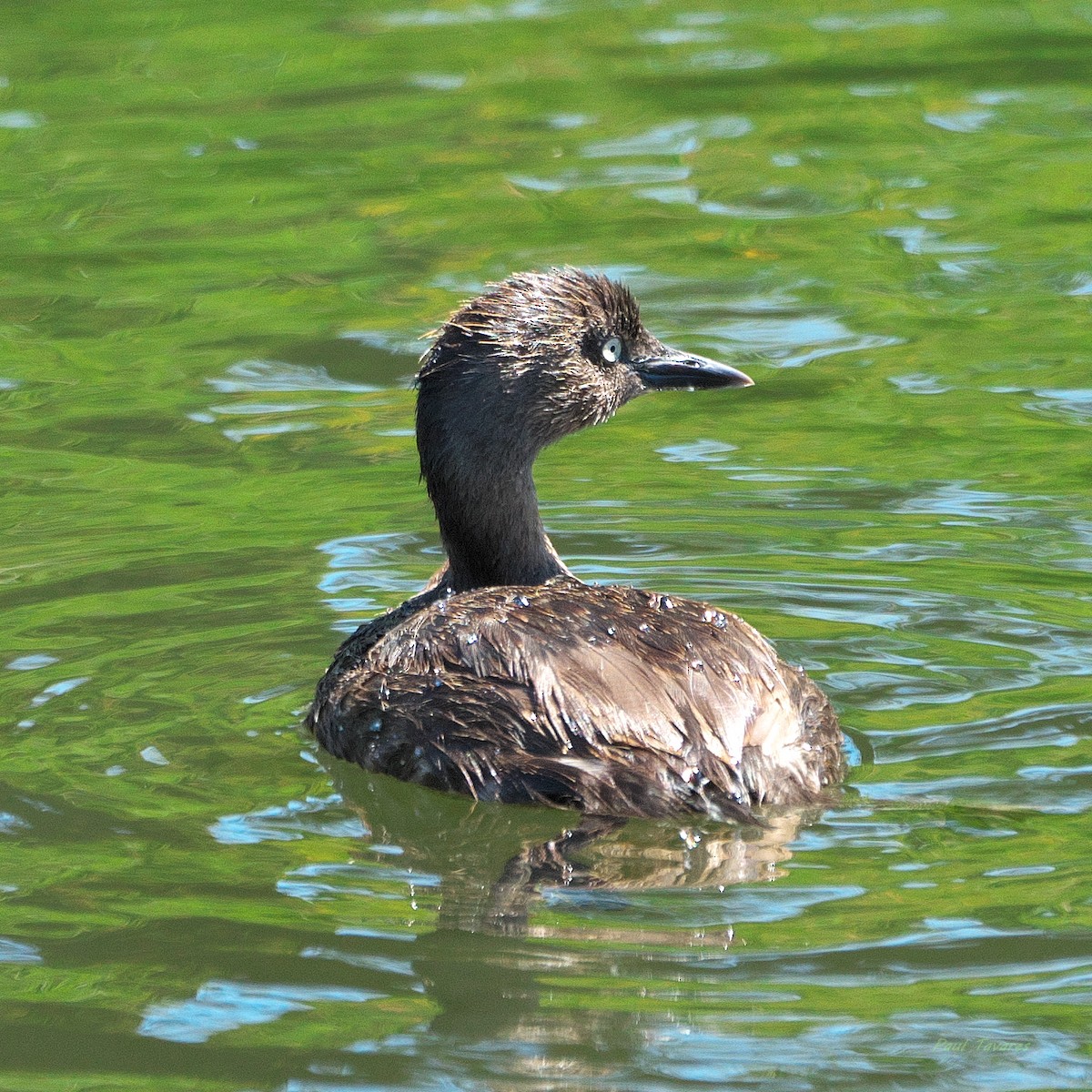 New Zealand Grebe - ML636091309