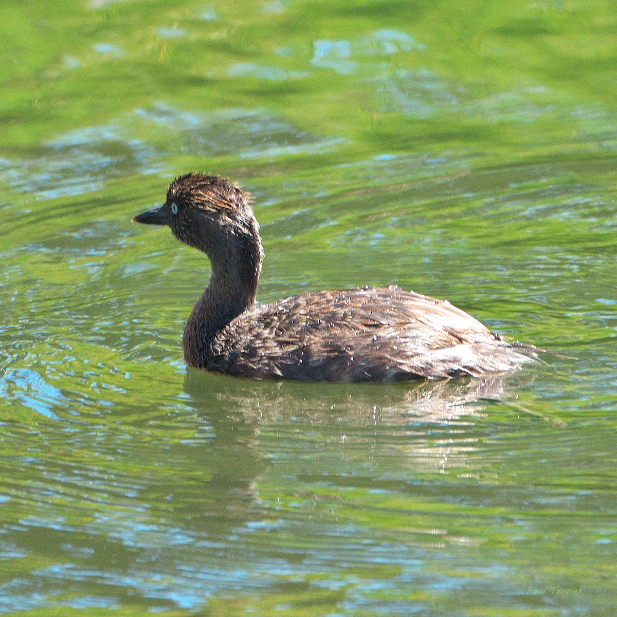 New Zealand Grebe - ML636091310