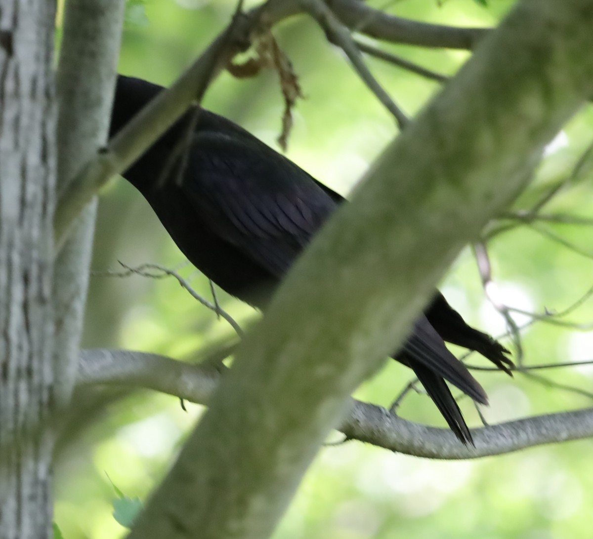 American Crow - ML636091371