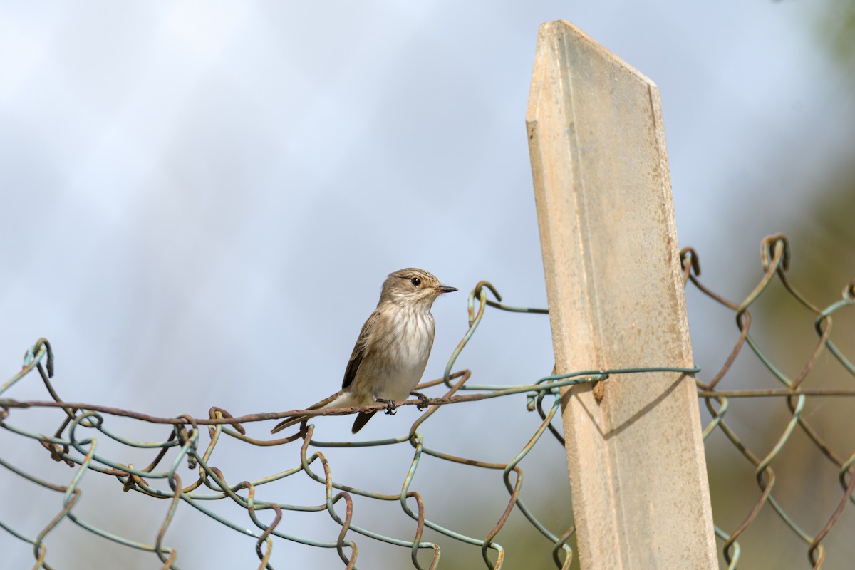 Spotted Flycatcher (Spotted) - ML636091378