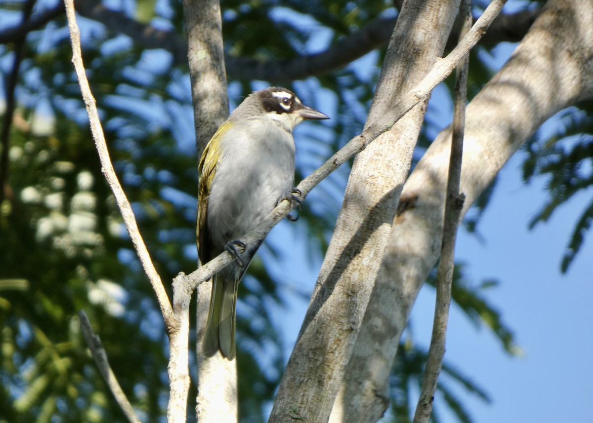 Black-crowned Palm-Tanager - ML636091516