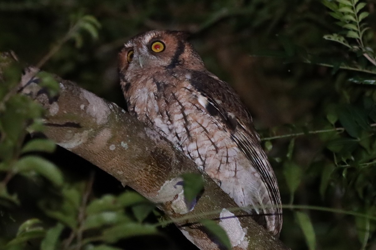 Long-tufted Screech-Owl - ML636091521
