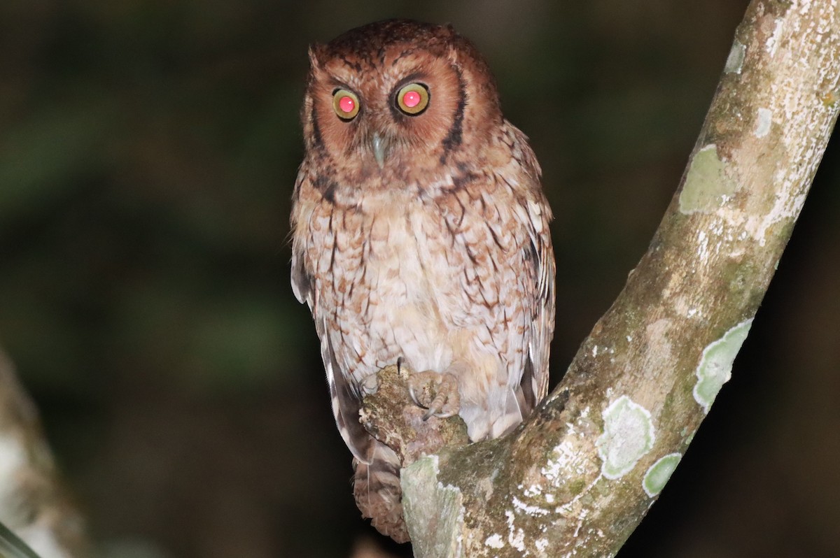 Long-tufted Screech-Owl - ML636091522
