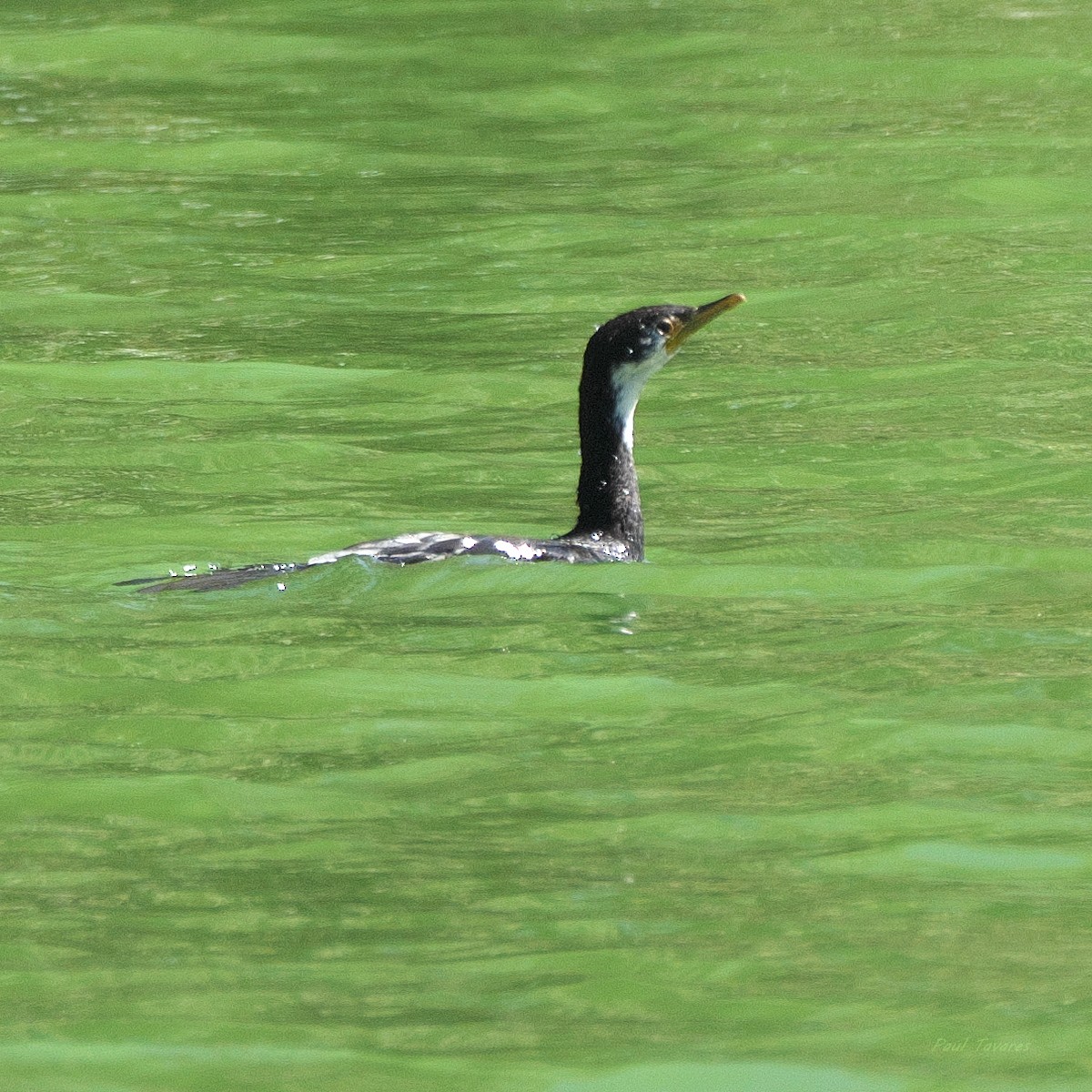 Cormorán Piquicorto - ML636091560
