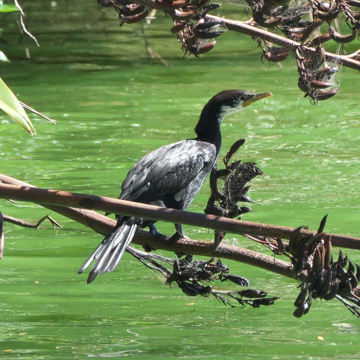 Cormorán Piquicorto - ML636091561
