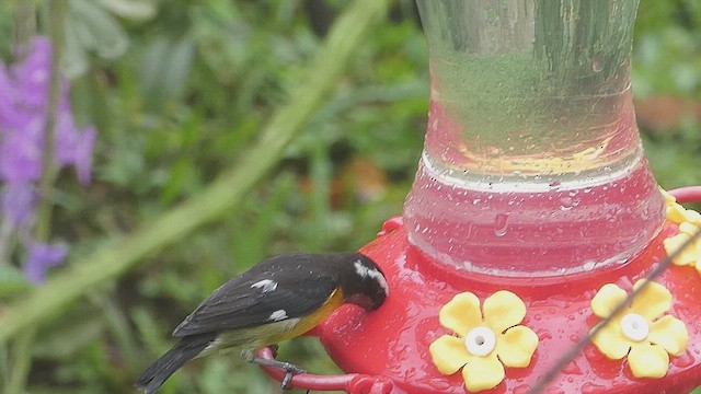 Bananaquit - ML636091604
