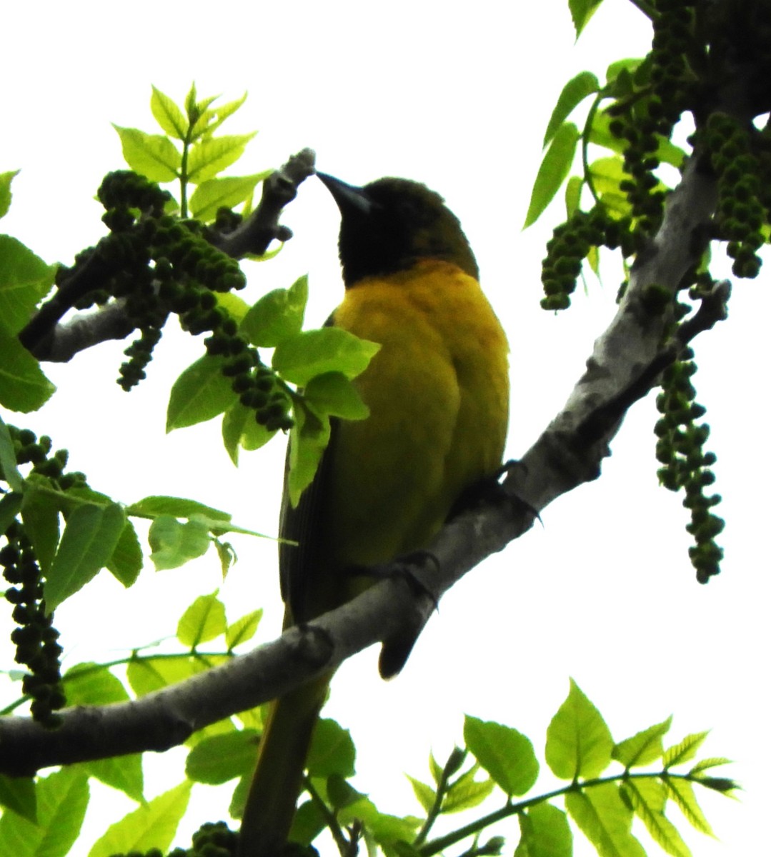 Orchard Oriole - ML636091637