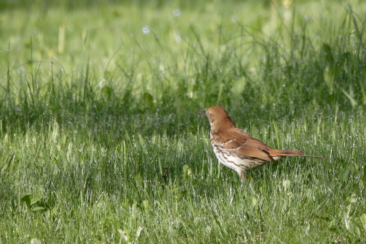 Brown Thrasher - ML636091705