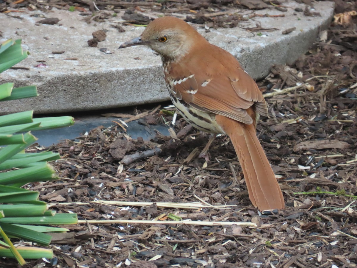 Brown Thrasher - ML636091720