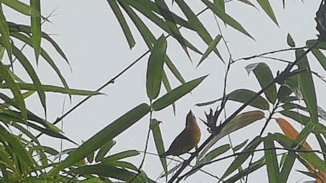 Golden-fronted Greenlet - ML636091726
