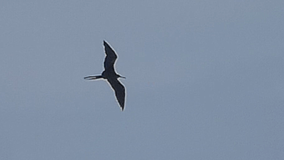 Prachtfregattvogel - ML636091794