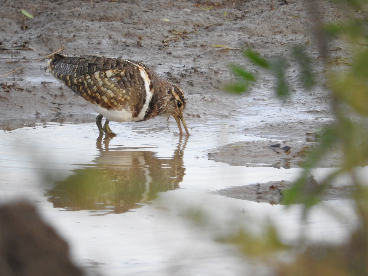 Australian Painted-Snipe - ML636091807