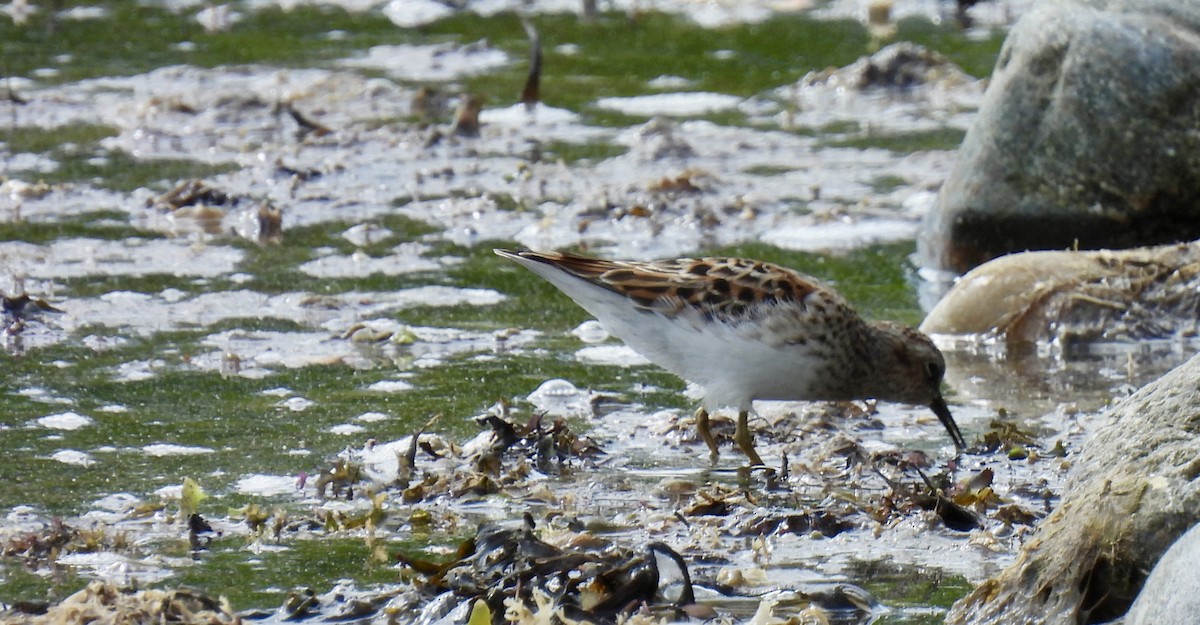 Least Sandpiper - ML636091811