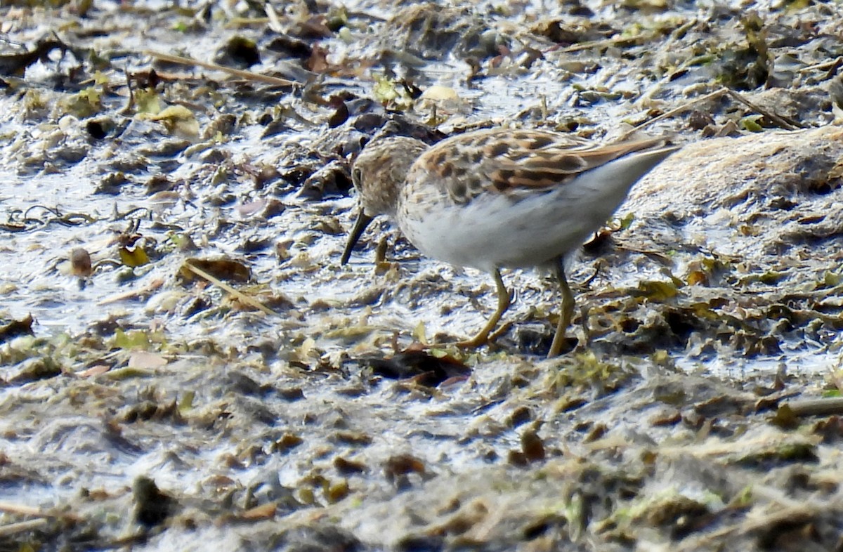 Least Sandpiper - ML636091812