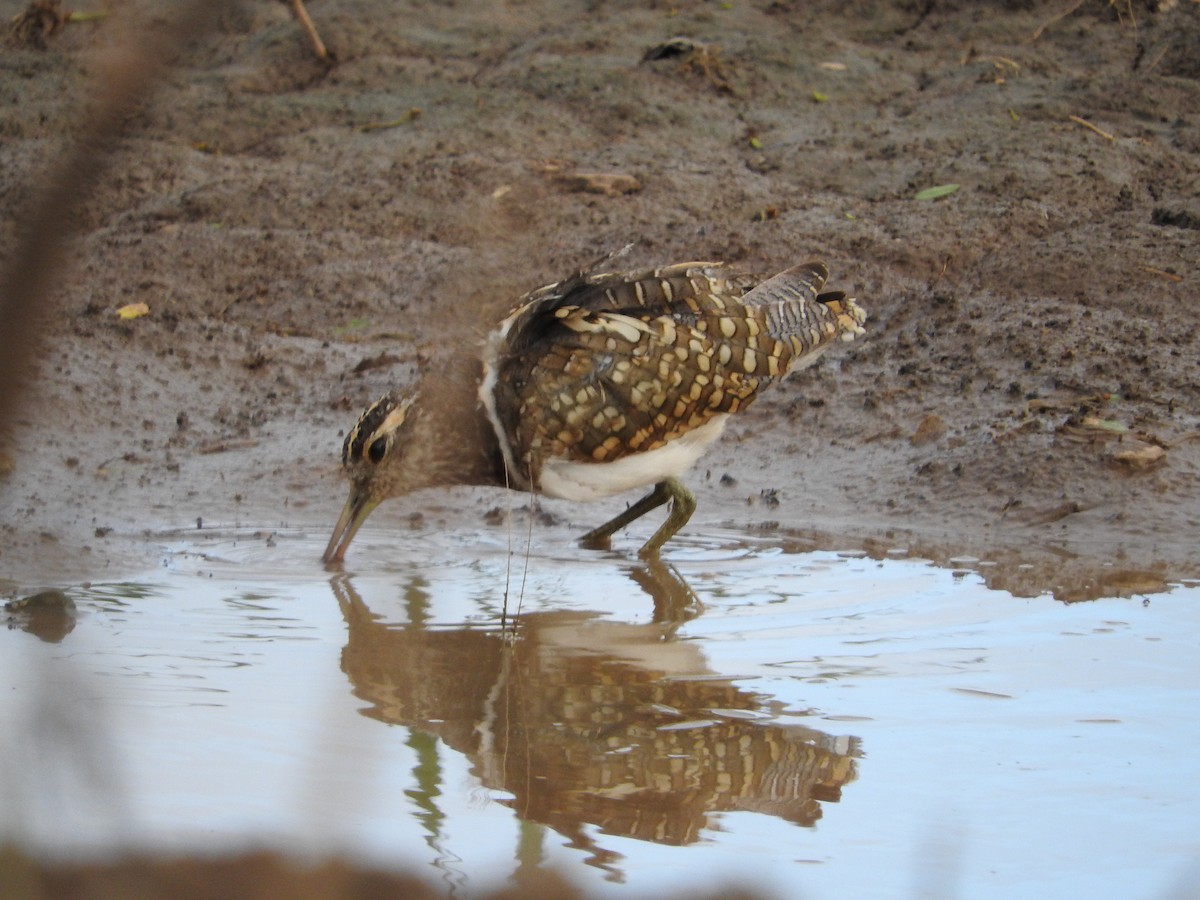 Australian Painted-Snipe - ML636091818