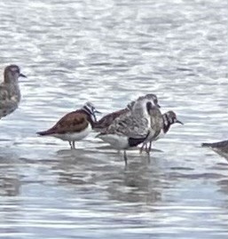 Ruddy Turnstone - ML636091882