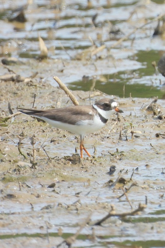 Semipalmated Plover - ML636091971